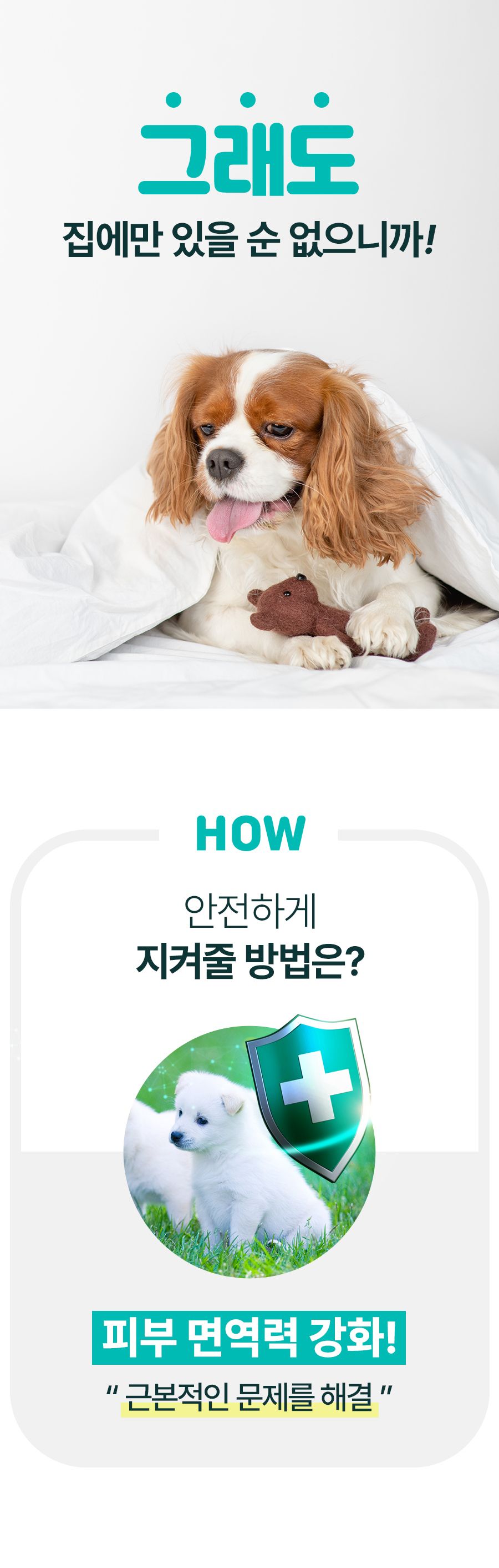 [무료배송] 마이펫닥터 독 스텔라스킨 60g 4번째