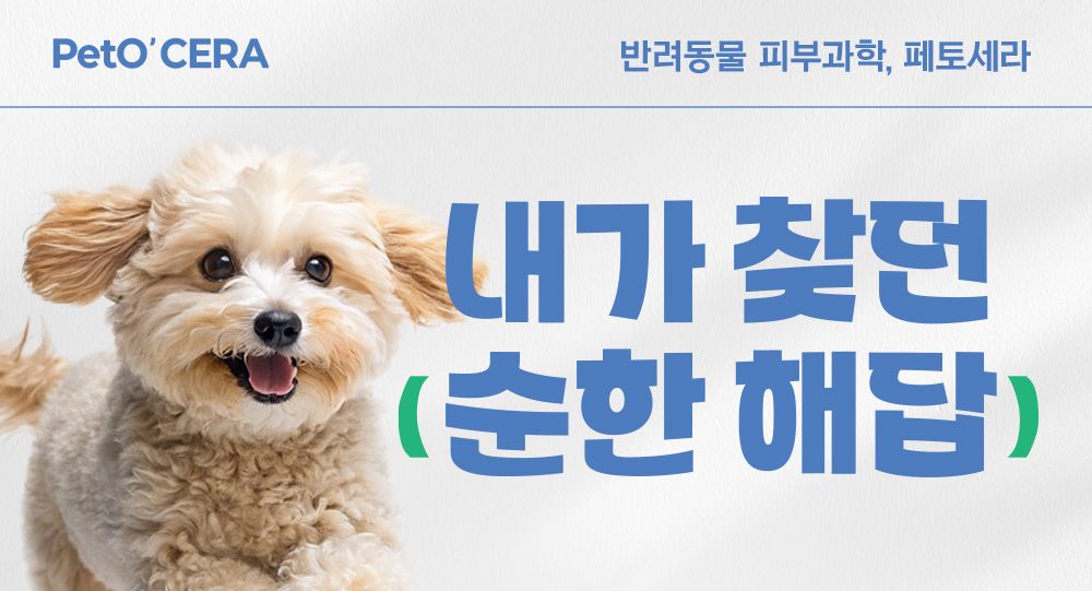 브리지테일 독 페토세라 온천 입욕제 90g 1번째