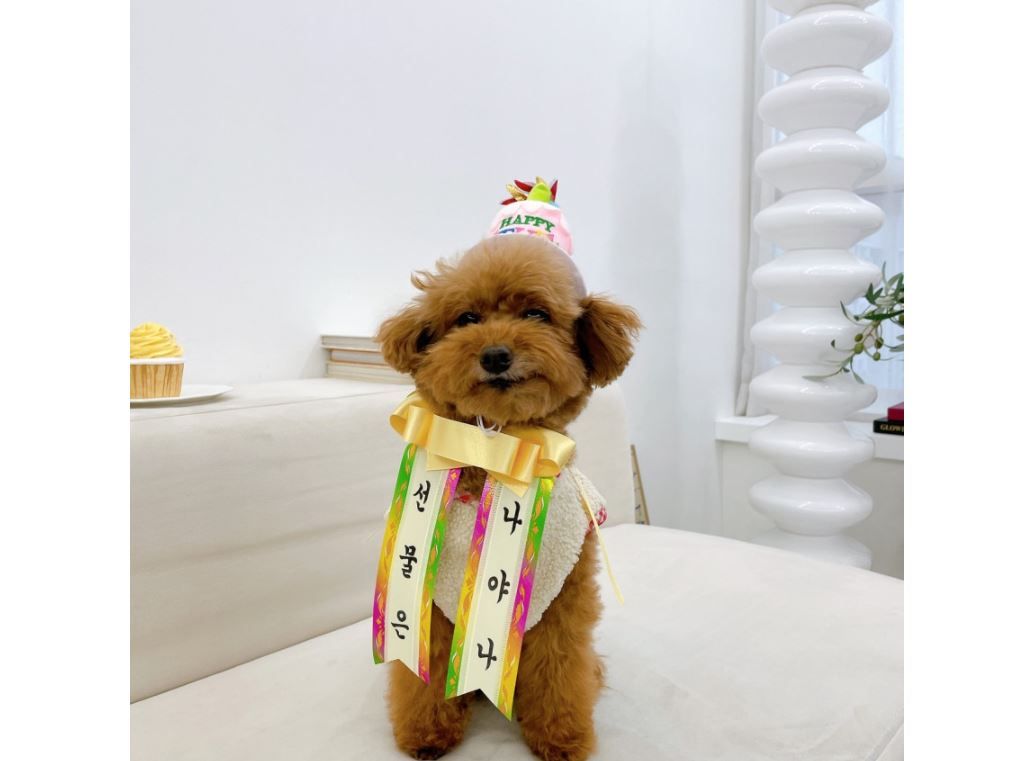 [무료배송] 찰리롤리 댕냥화환 내새끼도 화환쓴다개  5번째