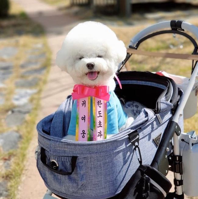 [무료배송] 찰리롤리 댕냥화환 내새끼도 화환쓴다개  17번째