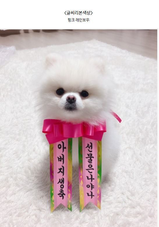 [무료배송] 찰리롤리 댕냥화환 내새끼도 화환쓴다개  24번째