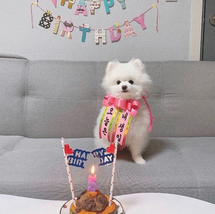 [무료배송] 찰리롤리 댕냥화환 내새끼도 화환쓴다개  7번째