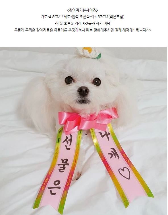 [무료배송] 찰리롤리 댕냥화환 내새끼도 화환쓴다개  23번째