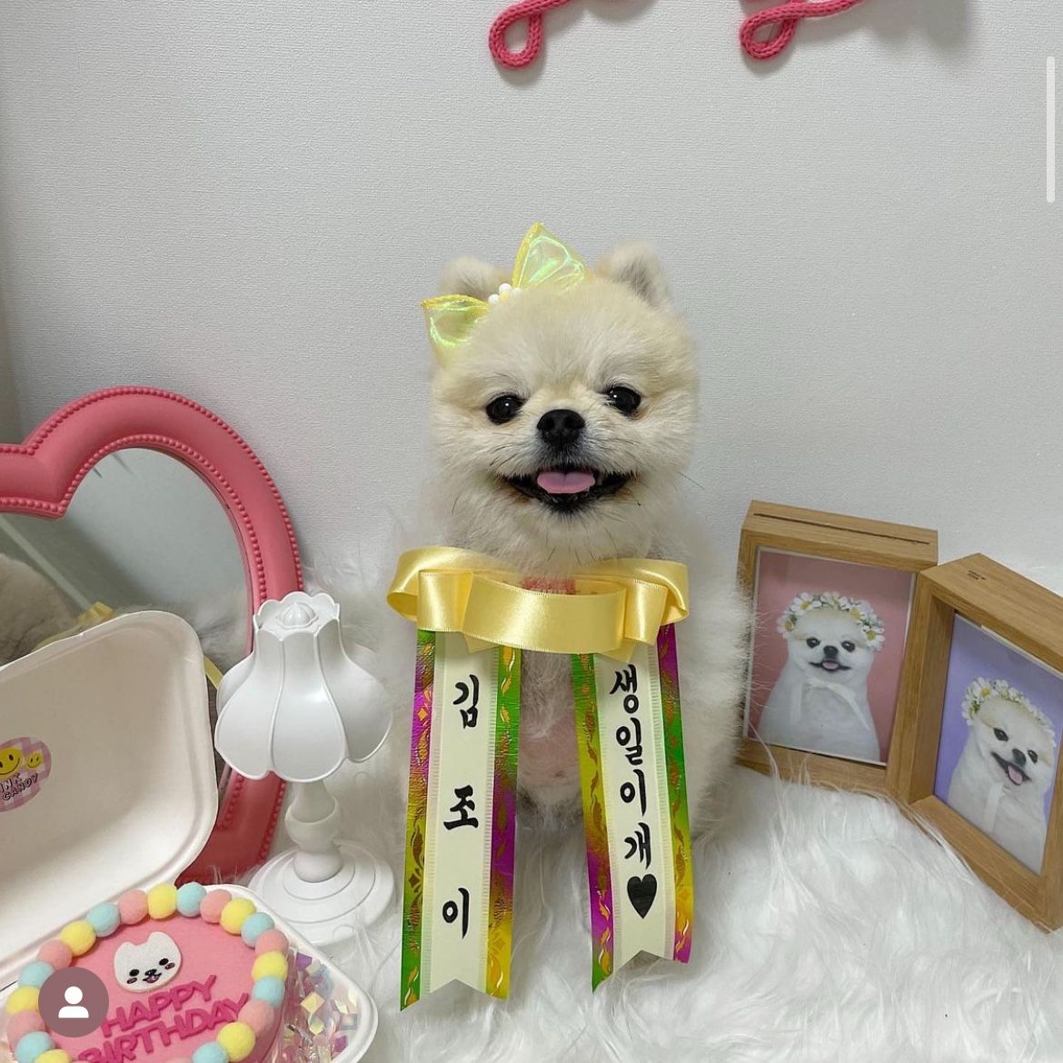 [무료배송] 찰리롤리 댕냥화환 내새끼도 화환쓴다개  15번째