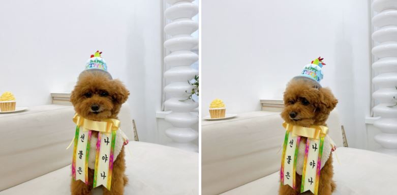 [무료배송] 찰리롤리 댕냥화환 내새끼도 화환쓴다개  29번째