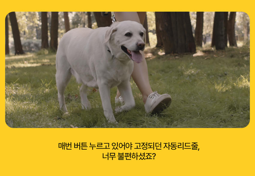 [무료배송] 페키움 자동 리드줄 6번째