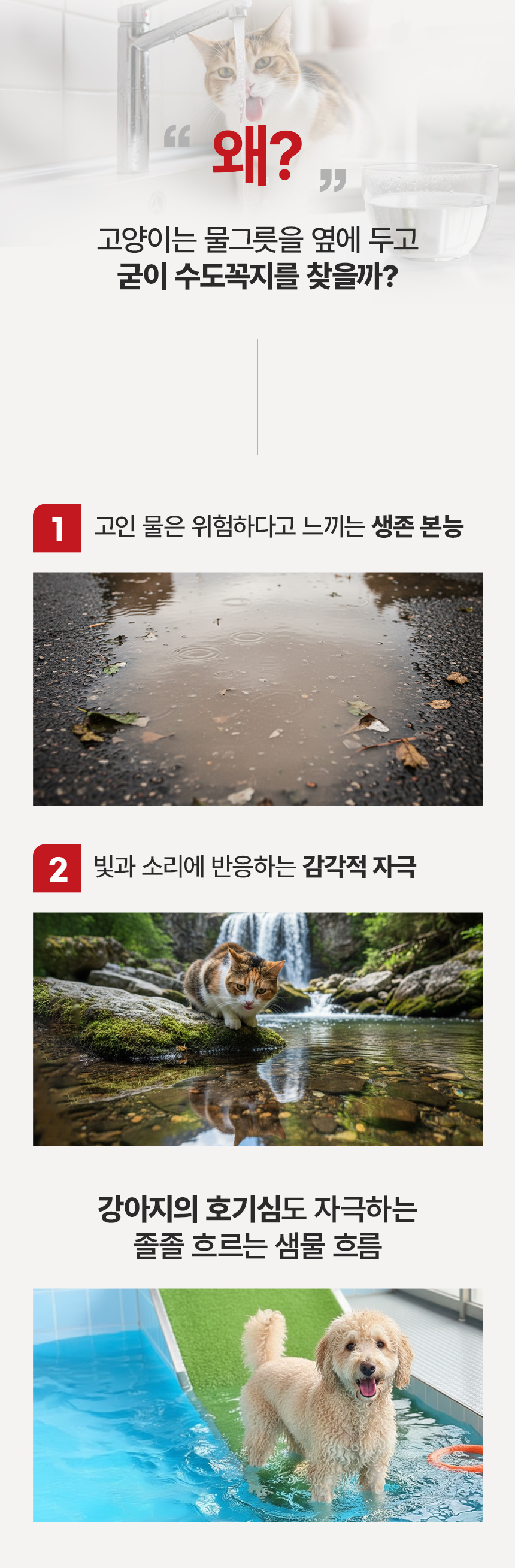 [NEW신상][무료배송] 펫마블 2L 라이트 자동급수기 LY01 5번째