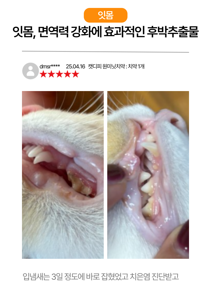 [NEW신상][무료배송] 캣디피 고양이 원미닛 치약 덴탈 효소 펌핑형 31번째