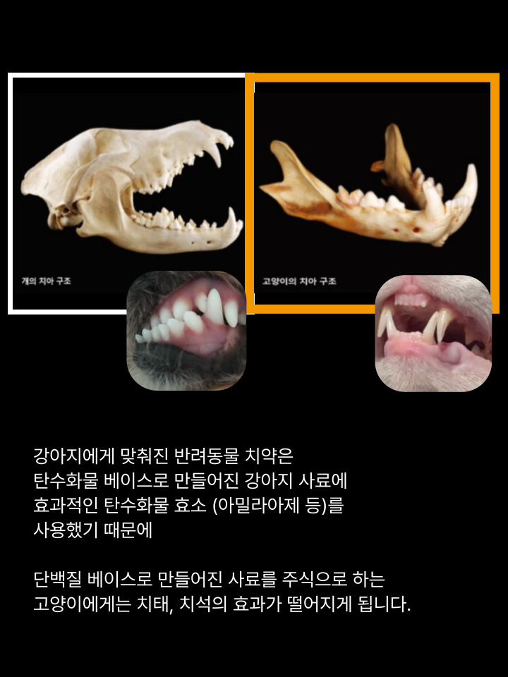 [NEW신상][무료배송] 캣디피 고양이 원미닛 치약 덴탈 효소 펌핑형 50번째