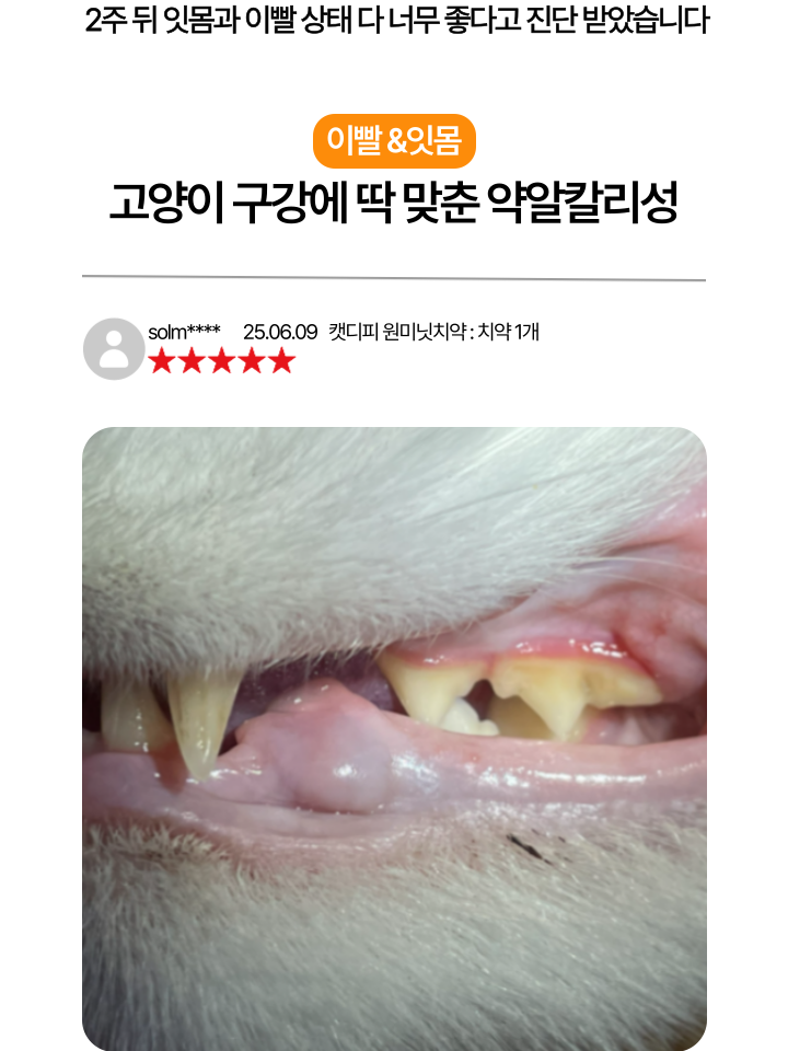 [NEW신상][무료배송] 캣디피 고양이 원미닛 치약 덴탈 효소 펌핑형 32번째