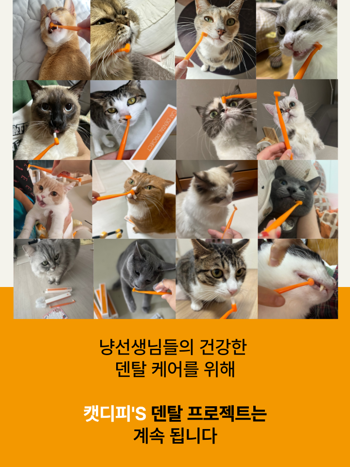 [NEW신상][무료배송] 캣디피 고양이 원미닛 치약 덴탈 효소 펌핑형 79번째