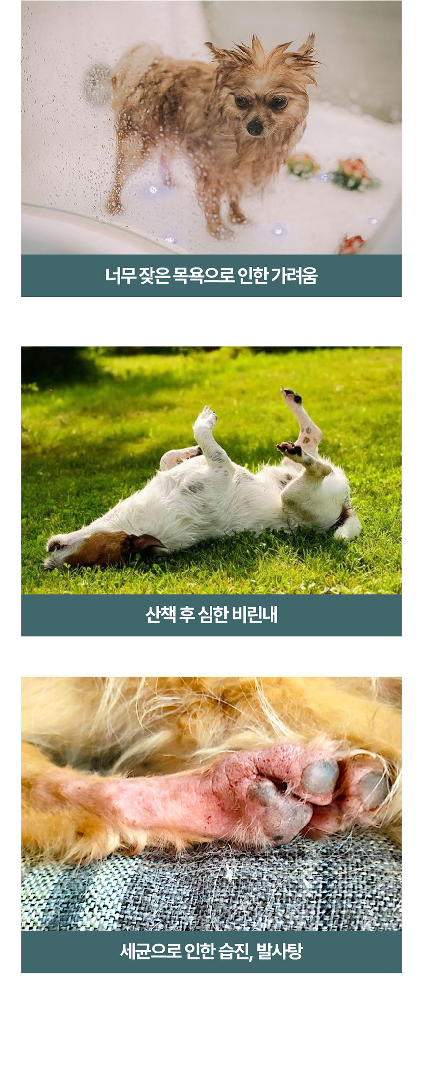 [NEW신상][무료배송] 페피릴리프 강아지 대나무 바디티슈 5팩 5번째