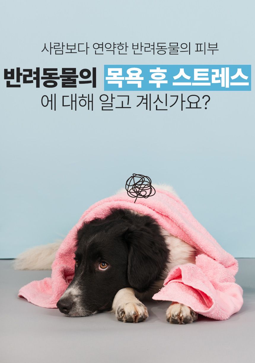 [무료배송] 코코시루 민트초코 펫 타월 (CTW) 3번째
