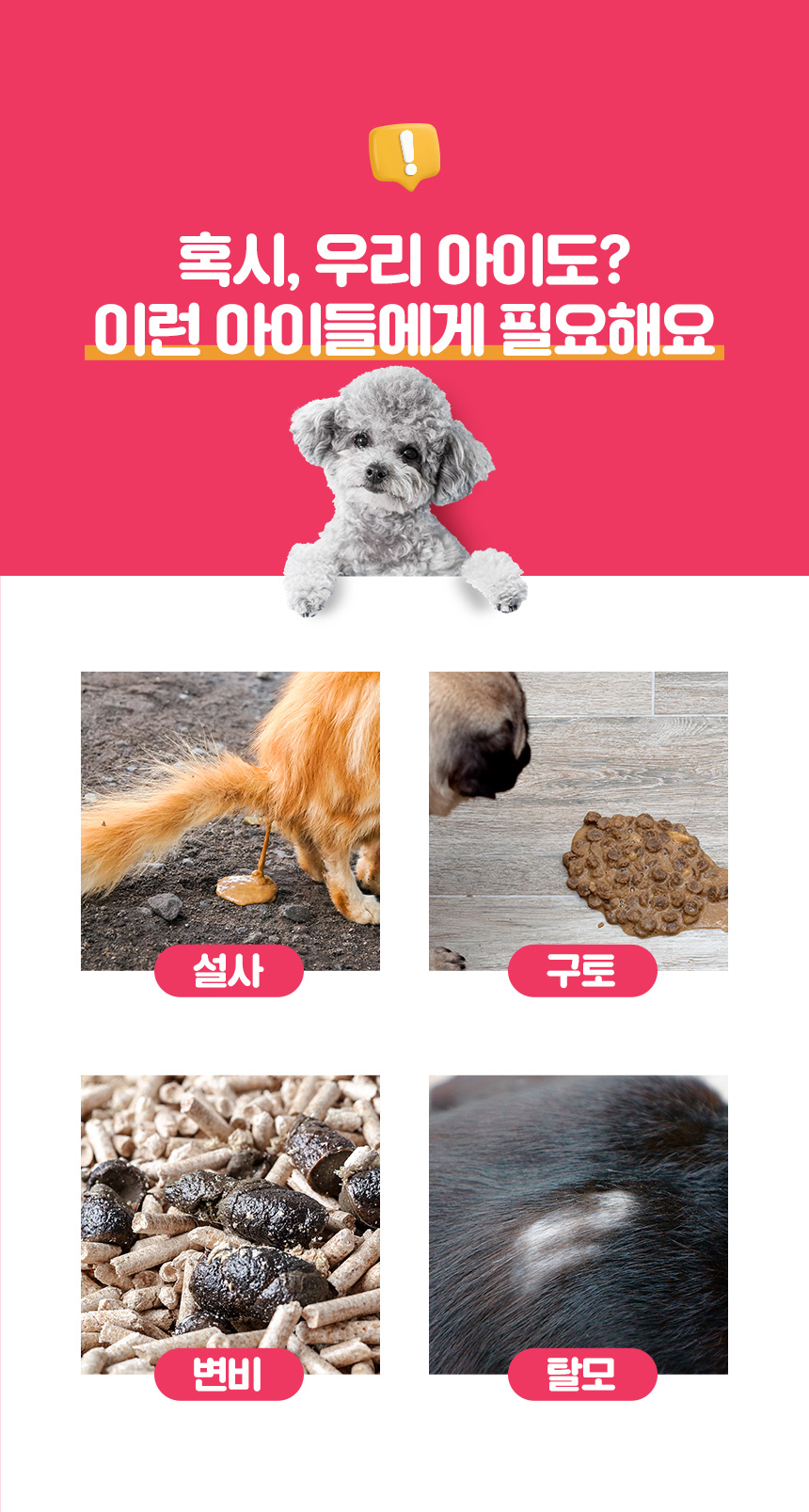 [무료배송] 멍스냥스 강아지 고양이 유산균 민트 30일분 2번째