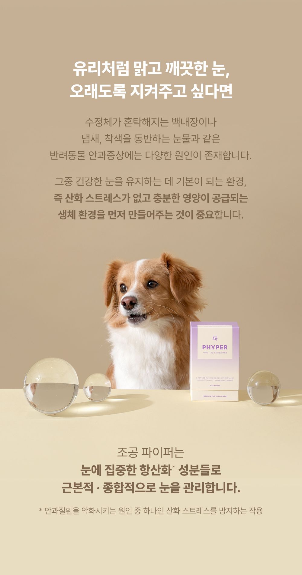 [NEW신상]조공 파이퍼 60캡슐 3번째