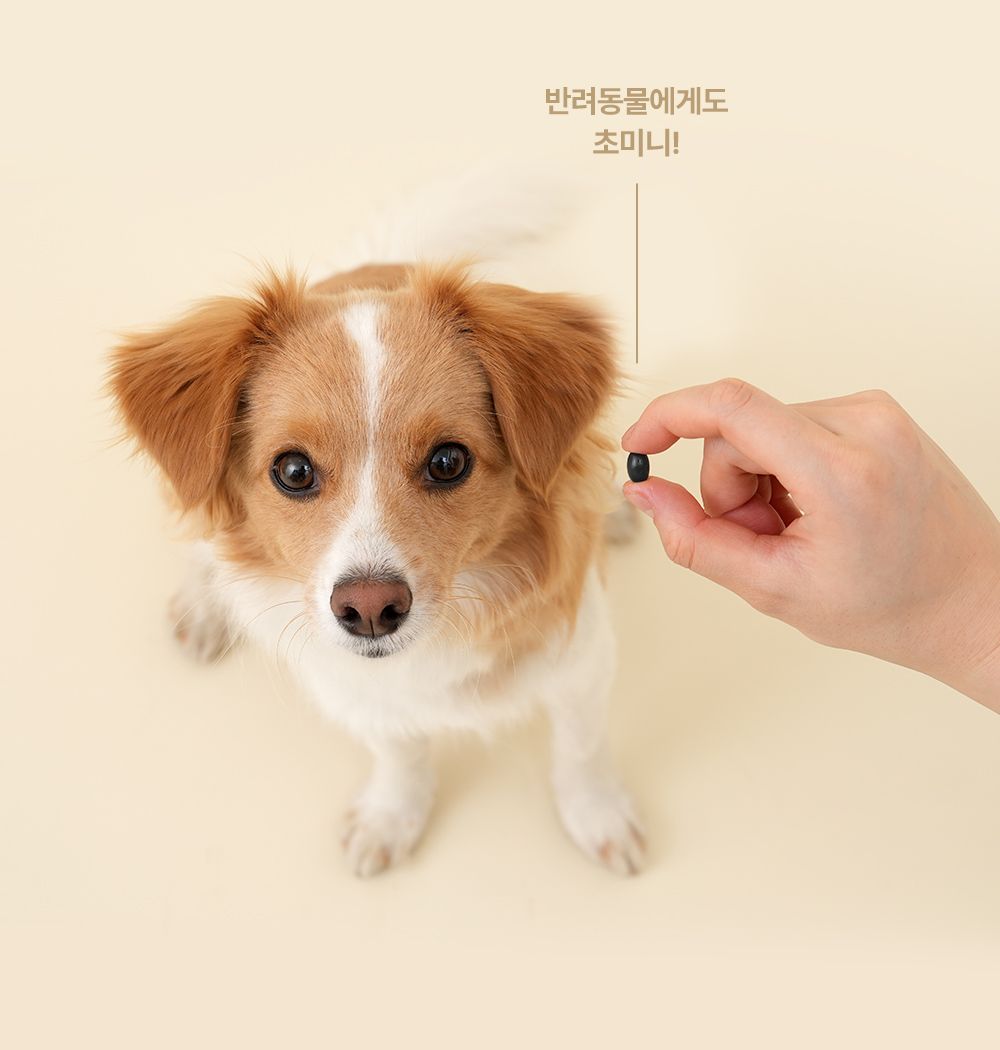 [NEW신상]조공 파이퍼 60캡슐 13번째