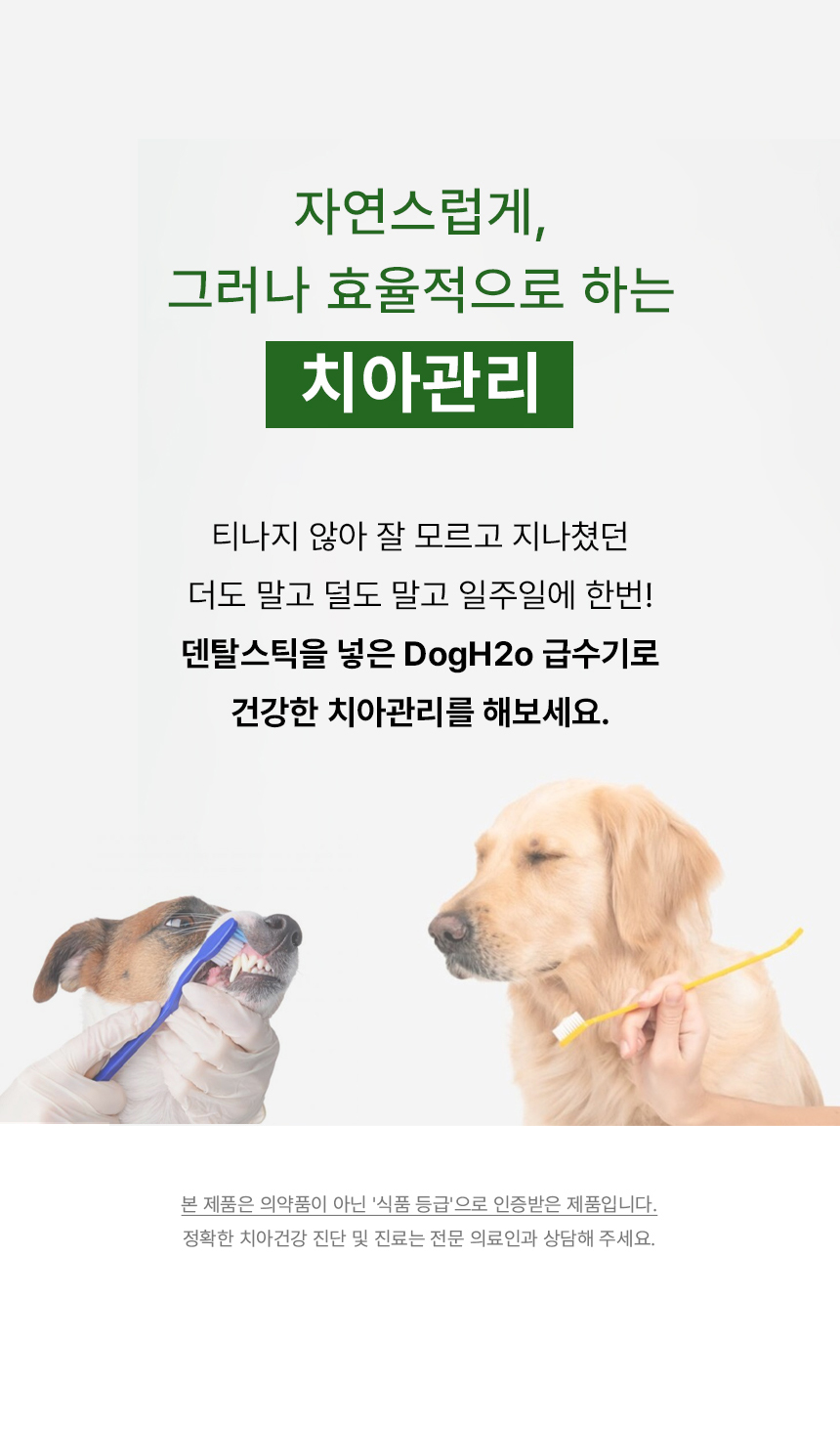 [무료배송] DogH2o 강아지 고양이 입냄새 치석제거 칫솔 구강케어 덴탈스틱 8매입 7번째