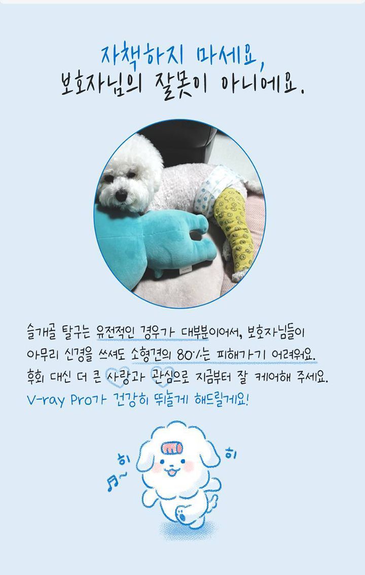 [무료배송] 꼬잇 독 슬개골 케어단자 1세트 (밴드 미포함)  10번째