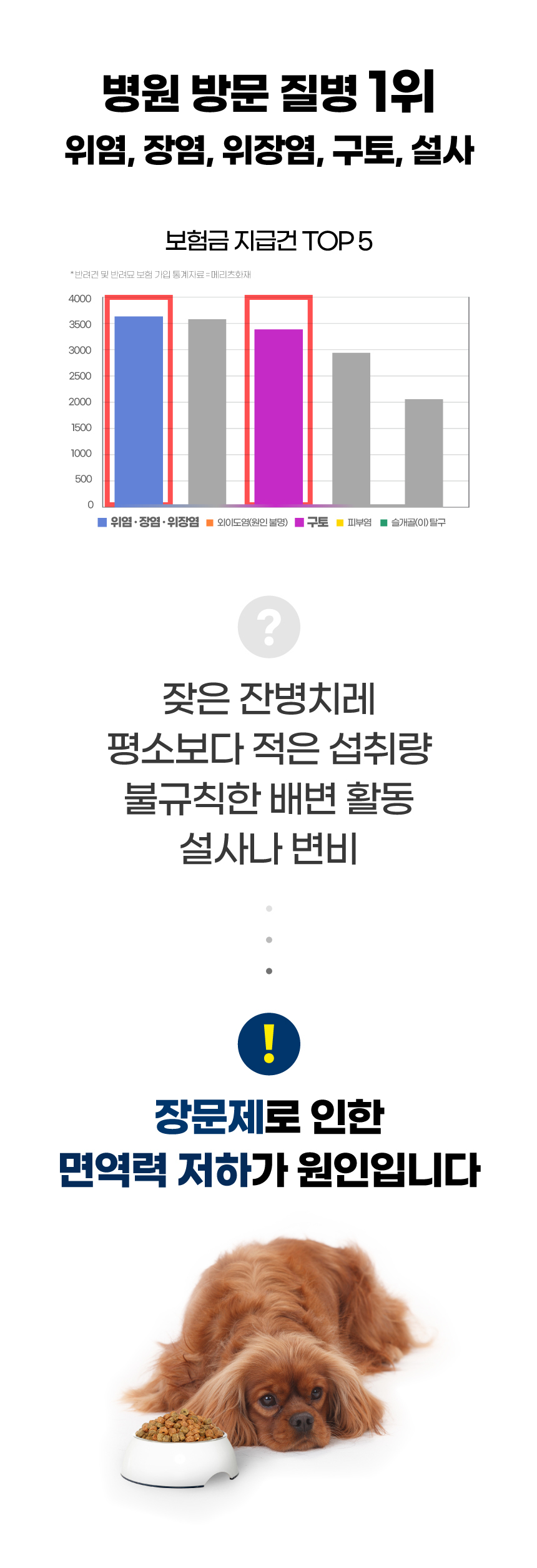 [브랜드전][무료배송] 벨라맥스 SBS TV 동물농장 유산균 강아지 장 건강 면역력 영양제 60g 4번째