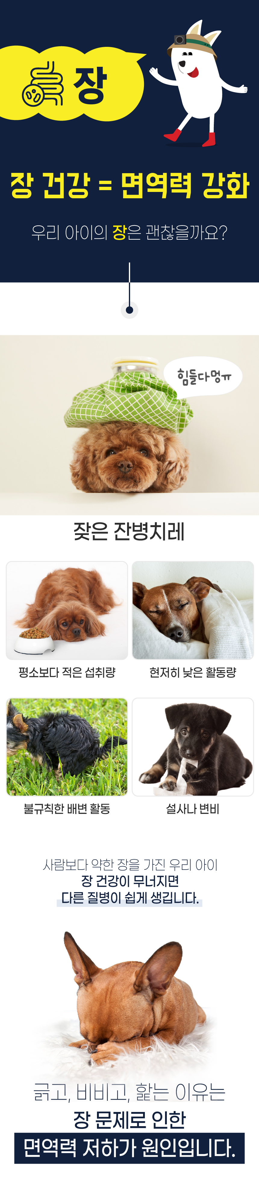 [무료배송] 벨라맥스 SBS TV 동물농장 유산균 강아지 장 건강 면역력 영양제 60g 2번째