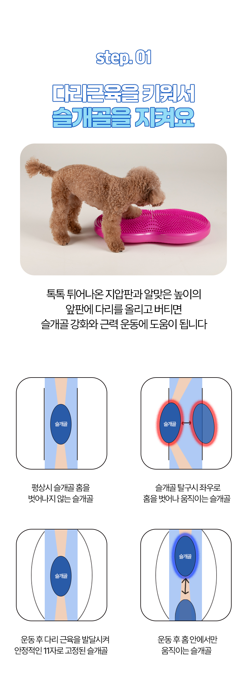[NEW신상][무료배송] 페키움 강아지 더블디스크 밸런스 짐볼 7번째