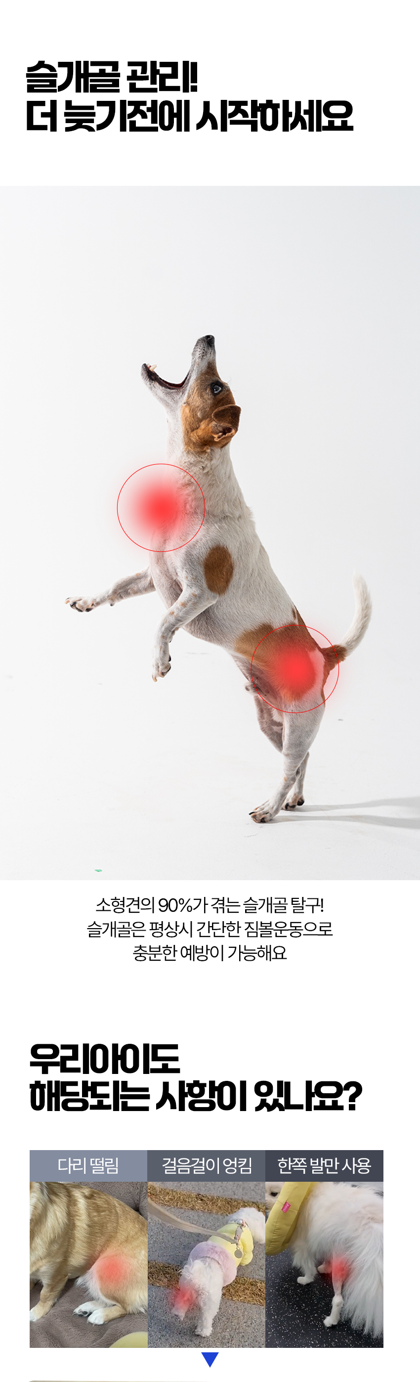 [NEW신상][무료배송] 페키움 강아지 더블디스크 밸런스 짐볼 4번째