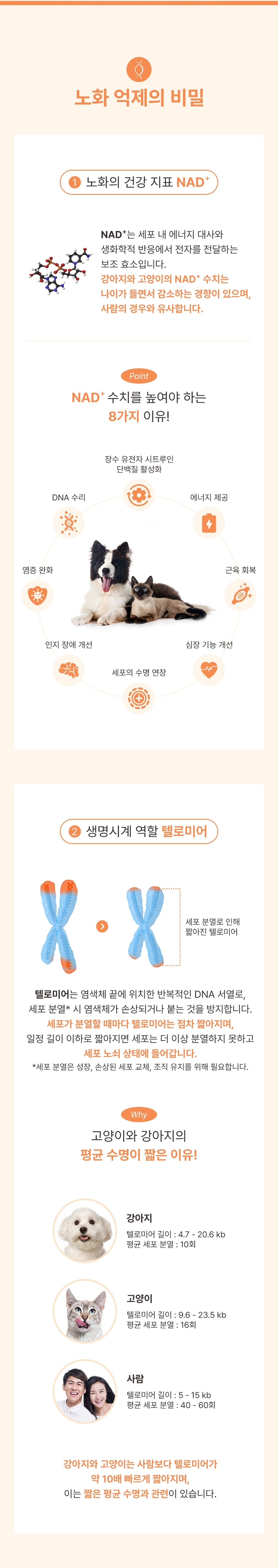 [NEW신상][무료배송] 브랜바인 엔에이디 셀벳 텔로미어 NAD (54g) 5번째