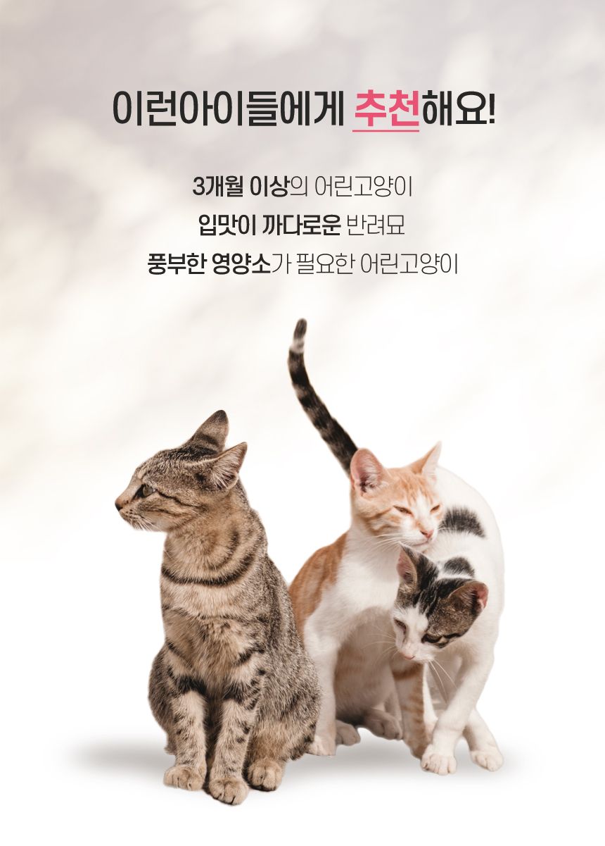 보나시보 캣 치킨 엔초비&라이스 키튼 1.5kg 5번째