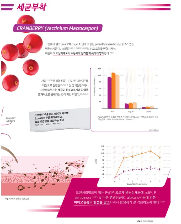 [무료배송] 칸디올리 시스토큐어 포르테 30g 3번째