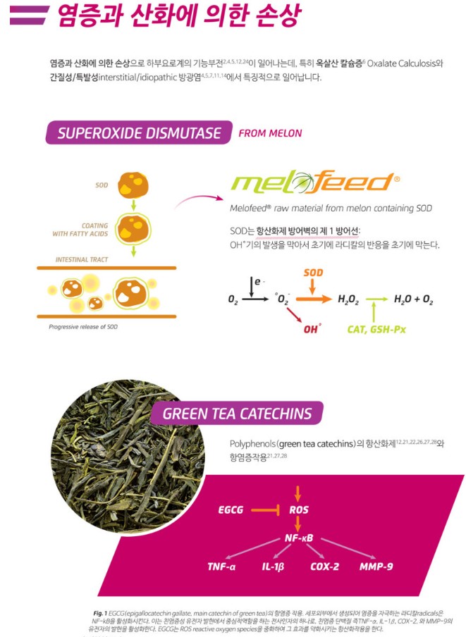 [무료배송] 칸디올리 시스토큐어 포르테 30g 5번째