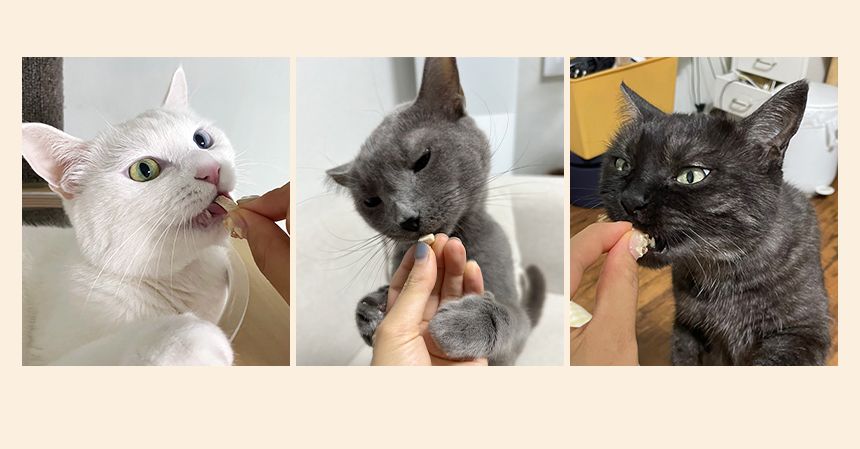 닥터뉴토 캣 프레시케어 트릿 무항생제 닭가슴살 55g 3번째