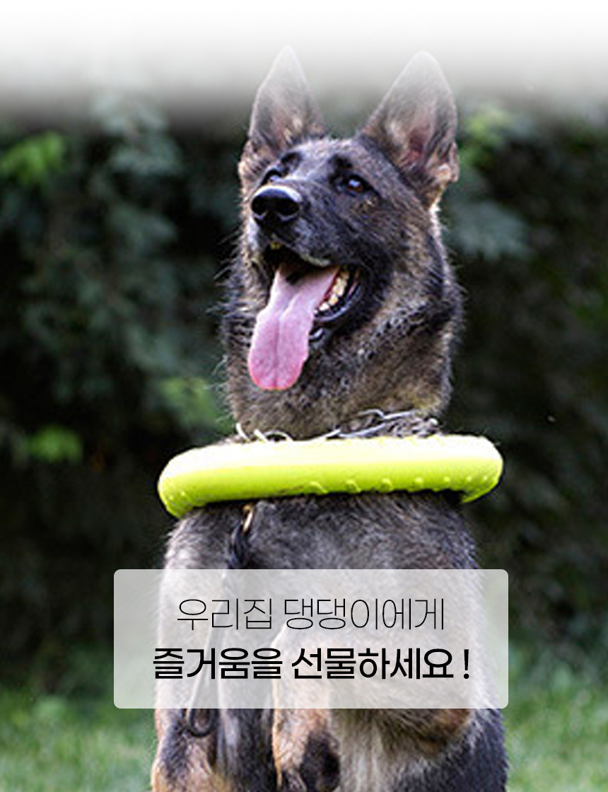 [NEW신상][무료배송] 개과천선 독 치어 터그 링 터그놀이 장난감 (블루/오렌지/밀크 그린) 3번째