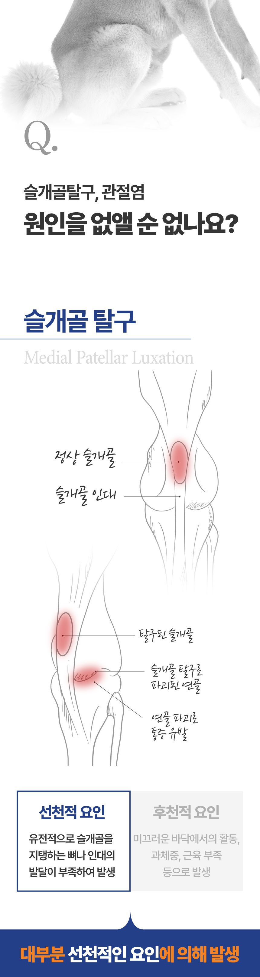 [NEW신상][무료배송] 메이드인랩 관절영양제 조인트 터마신 맥스 36캡슐 12번째