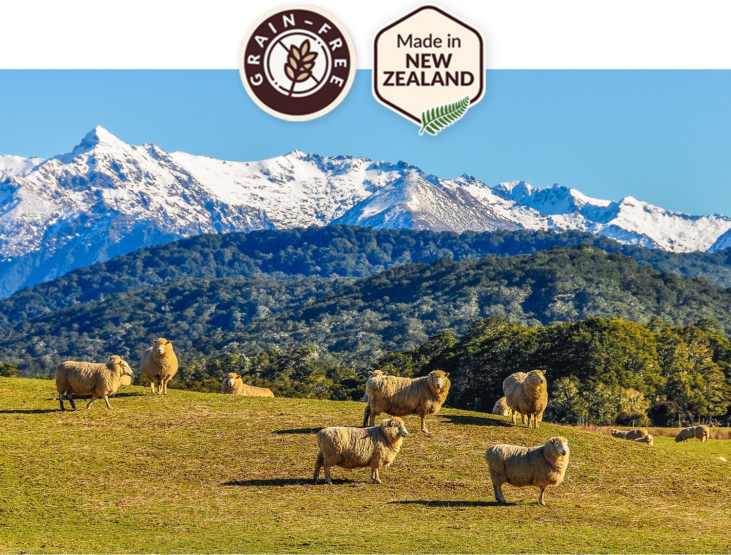 [유통기한임박, 26년4월11일] 위시본 캣 홀리스틱 그레인프리 소고기 4.5kg 10번째