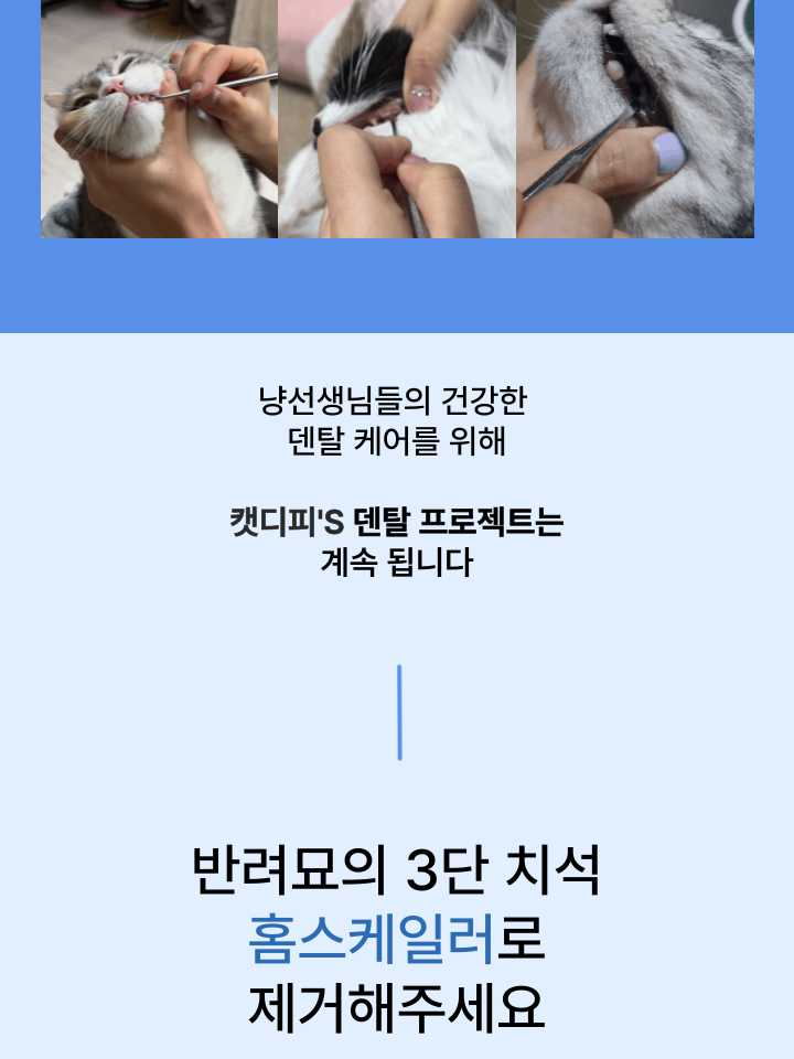 [NEW신상][무료배송] 캣디피 홈케일러 고양이 전용 치석제거기 19번째