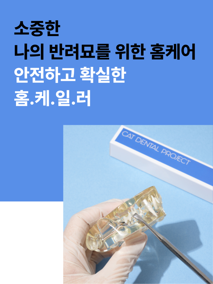 [NEW신상][무료배송] 캣디피 홈케일러 고양이 전용 치석제거기 4번째