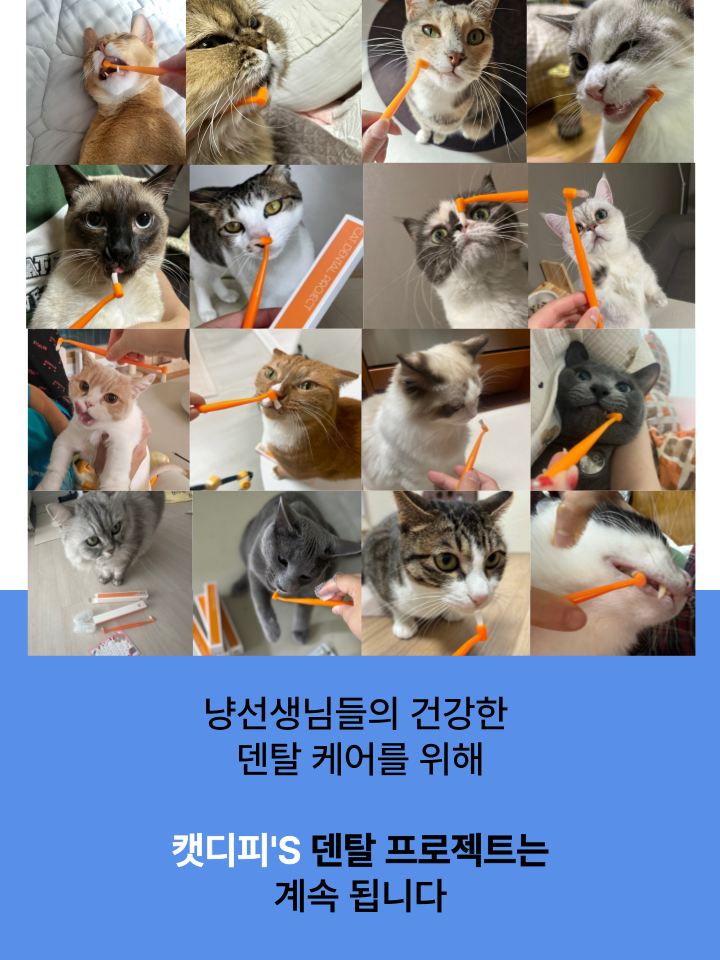[NEW신상][무료배송] 캣디피 홈케일러 고양이 전용 치석제거기 44번째
