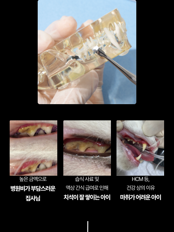 [NEW신상][무료배송] 캣디피 홈케일러 고양이 전용 치석제거기 10번째