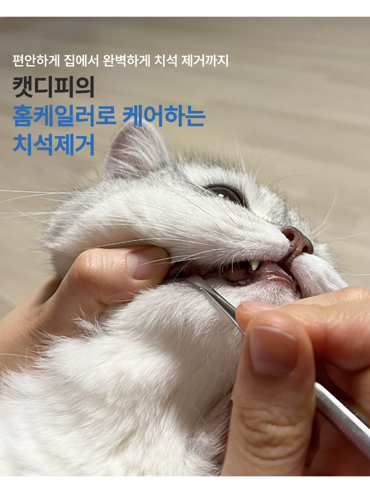[NEW신상][무료배송] 캣디피 홈케일러 고양이 전용 치석제거기 16번째