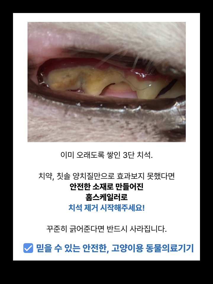 [NEW신상][무료배송] 캣디피 홈케일러 고양이 전용 치석제거기 2번째