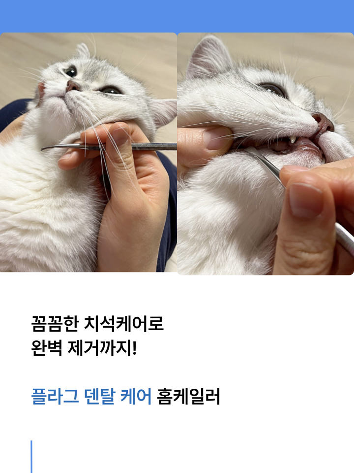 [NEW신상][무료배송] 캣디피 홈케일러 고양이 전용 치석제거기 36번째