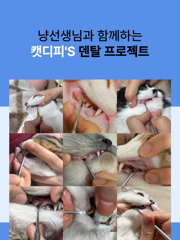[NEW신상][무료배송] 캣디피 홈케일러 고양이 전용 치석제거기 18번째