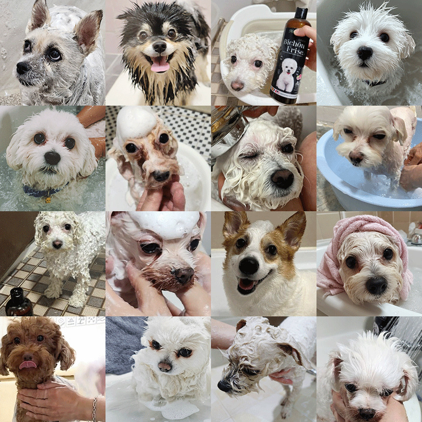 [NEW신상][무료배송] 네이처스 비숑 샴푸 500ml 2번째