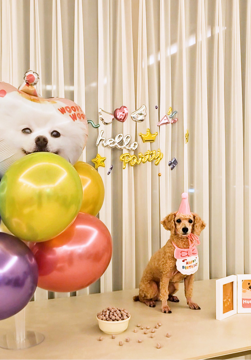 [무료배송] 애구애구 강아지 턱받이 스카프 생일케이프 파티꼬깔모자 세트 12번째