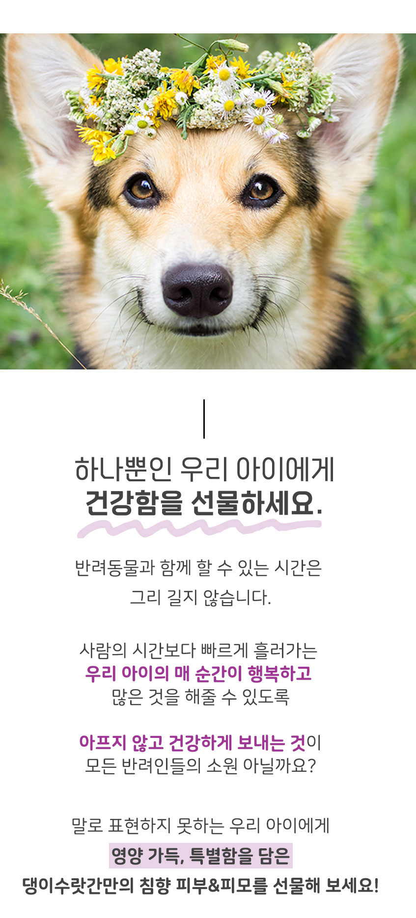 [무료배송] 댕이수랏간 침향 피부&피모 영양제 100g 16번째