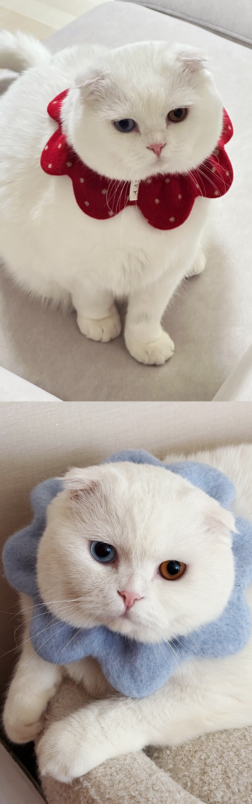 [NEW신상][무료배송] 사루루 감성 케이프 넥카라 겨울시리즈 3번째