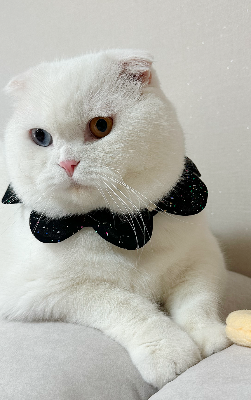 [NEW신상][무료배송] 사루루 감성 케이프 넥카라 겨울시리즈 5번째