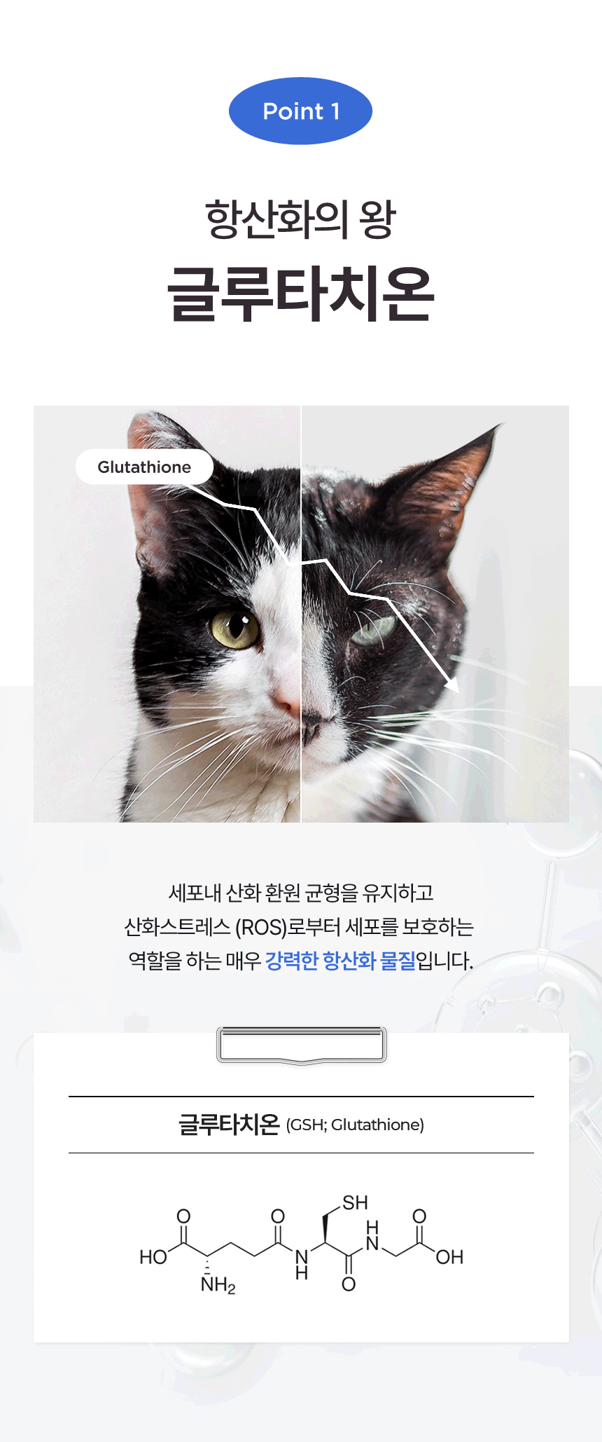 [NEW신상][무료배송] 아이누 캣 안티옥스 60캡슐 6번째