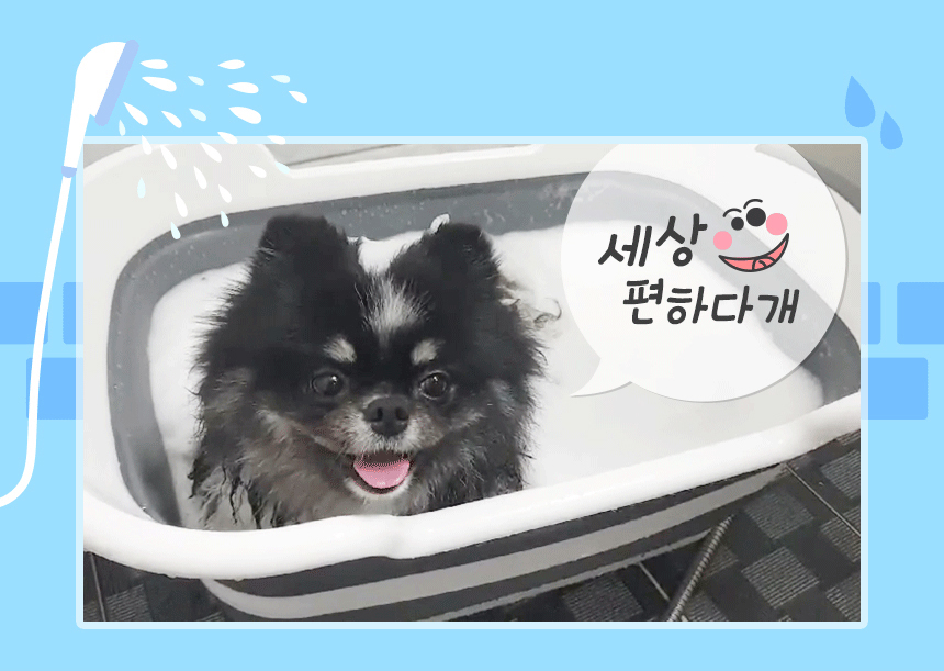[무료배송] 펫토리아 접이식 욕조 라벤더 1번째