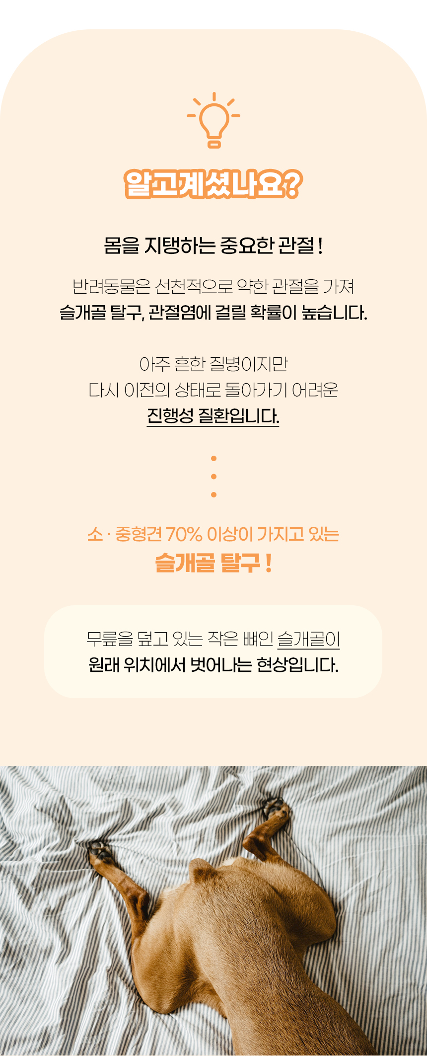[NEW신상][무료배송] 개과천선 독 이드 슬라이드 펫스텝 계단 (아이보리/실버 그레이) 4번째